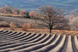 arbre solitaire et champ de lavandes en hivers