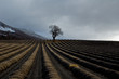 arbre amandier dans champ de lavandes en hivers