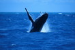 granville whale 4