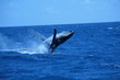granville whale 8