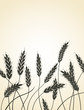 Grain ears.