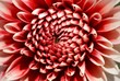 Dahlienmakro Pink-Weiss Dekorativ