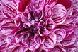 Dahlienmakro Lila-Weiss Ball