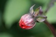 Dahlienmakro Knospe Schräg