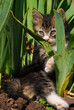 Cat_2