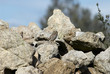 Civetta