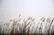 Wind