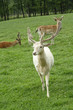 reindeer