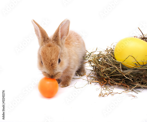 Foto: little rabbit has a taste of colored egg #2 little rabbit has a taste of colored egg #2