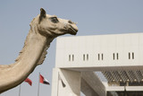 Photo: Dubai, UAE, A statue of a camel is on display outside the Dubai Municipality headquarters building . Dubai, UAE, A statue of a camel is on display outside the Dubai Municipality headquarters building .