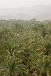 Photo: Bidyah, UAE, View from watchtower of area surrounding Al Bidyah Mosque built in 1446 Bidyah, UAE, View from watchtower of area surrounding Al Bidyah Mosque built in 1446