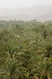 Photo: Bidyah, UAE, View from watchtower of area surrounding Al Bidyah Mosque built in 1446 Bidyah, UAE, View from watchtower of area surrounding Al Bidyah Mosque built in 1446