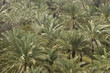 Photo: Bidyah, UAE, View from watchtower of area surrounding Al Bidyah Mosque built in 1446 Bidyah, UAE, View from watchtower of area surrounding Al Bidyah Mosque built in 1446