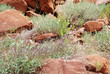 Twyfelfontein Felsformationen bei Khorixas - Namibia Twyfelfontein Felsformationen bei Khorixas - Namibia