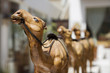 Photo: uae, dubai, wooden carved camels on display in the old bastakia quarter in bur dubai uae, dubai, wooden carved camels on display in the old bastakia quarter in bur dubai