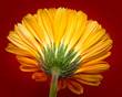Gerbera orange und gelb