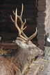 Hirsch