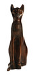 Egyptian cat on white