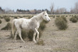 cheval camarguais cheval camarguais