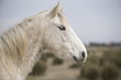 cheval camarguais cheval camarguais