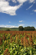 Photo: Plantación de Sorgo (Sorghum). México Plantación de Sorgo (Sorghum). México