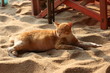 Cat Cat