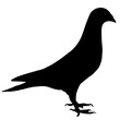 silhouette de pigeon
