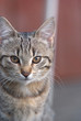 Katzen Portrait Katzen Portrait