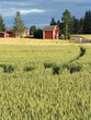 Kornfeld in Finnland Kornfeld in Finnland