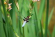 Libelle auf Wasserlilien