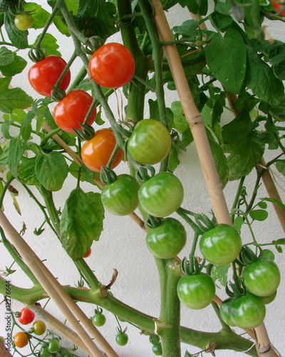 Plant de tomates cerises Plant de tomates cerises
