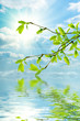spring branch
