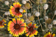 Gailardia and dried clover