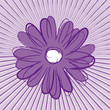 Lila Blume Lila Blume