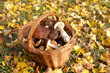 mushroom