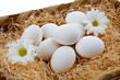 Photo: Uova bianche Uova bianche