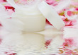 Cremedose mit Rosenblätter und Federn
