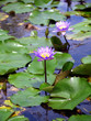wasserorchidee_338