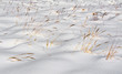 Grass in snow