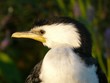 cormoran pie