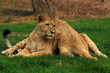 Resting lions on a green field Resting lions on a green field