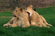 Playing lions on a green field Playing lions on a green field