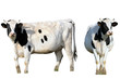 a cow, isolated frontal and profile