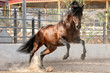 Sprungpferd