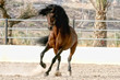 Dancing Horse
