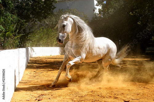 weißes pferd
