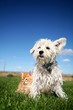 Photo en ligne au meilleur prix Hund und Katze