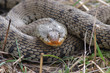 Serpente,Natrix natrix