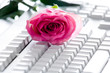 Rose on keyboard Rose on keyboard