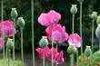 Mohnblume